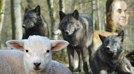 Make Yourself Sheep and The Wolves Will Eat You - Libertarian Country