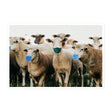 Sheep Wearing Face Masks Sticker by Libertarian Country